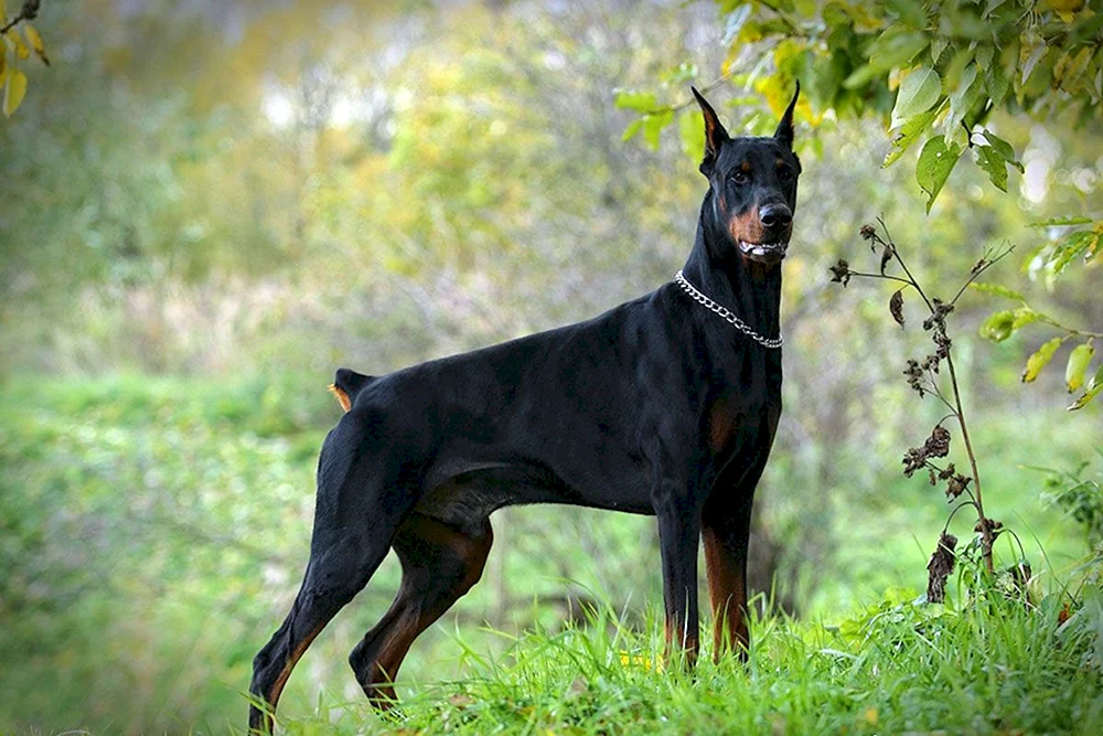 Dobermannhund
