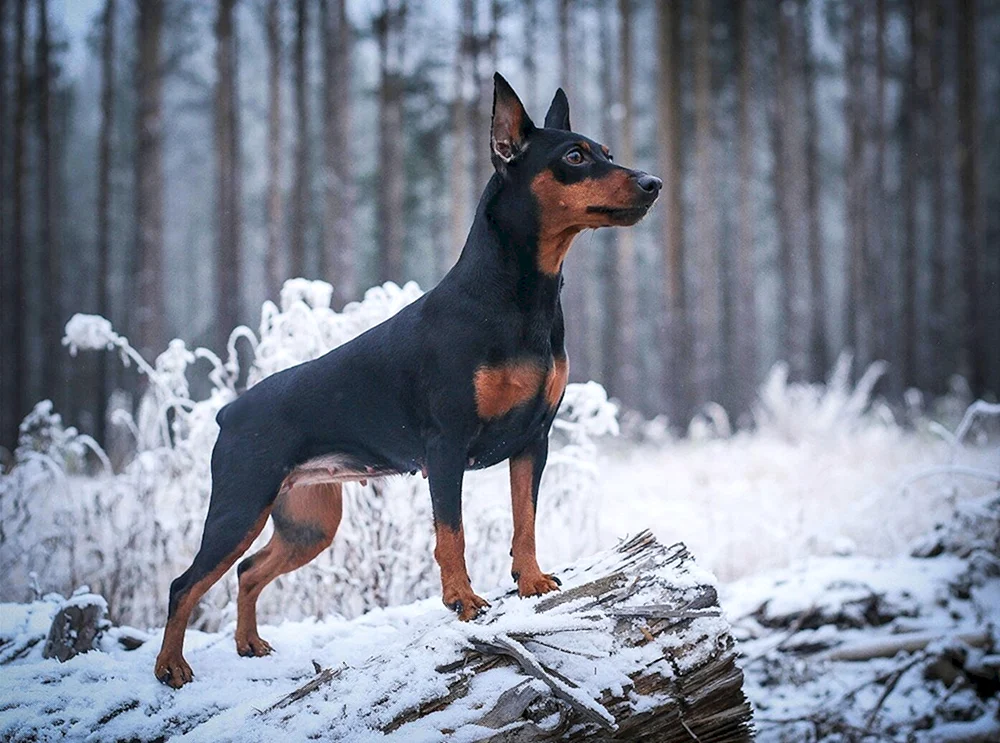Mini Dobermann Pinscher