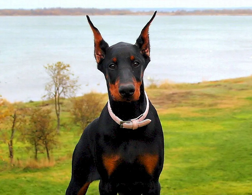 Dobermann Pinscher