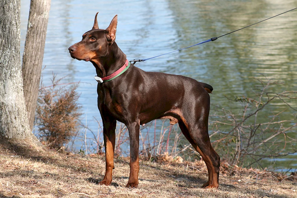 Dobermann braun gefleckt