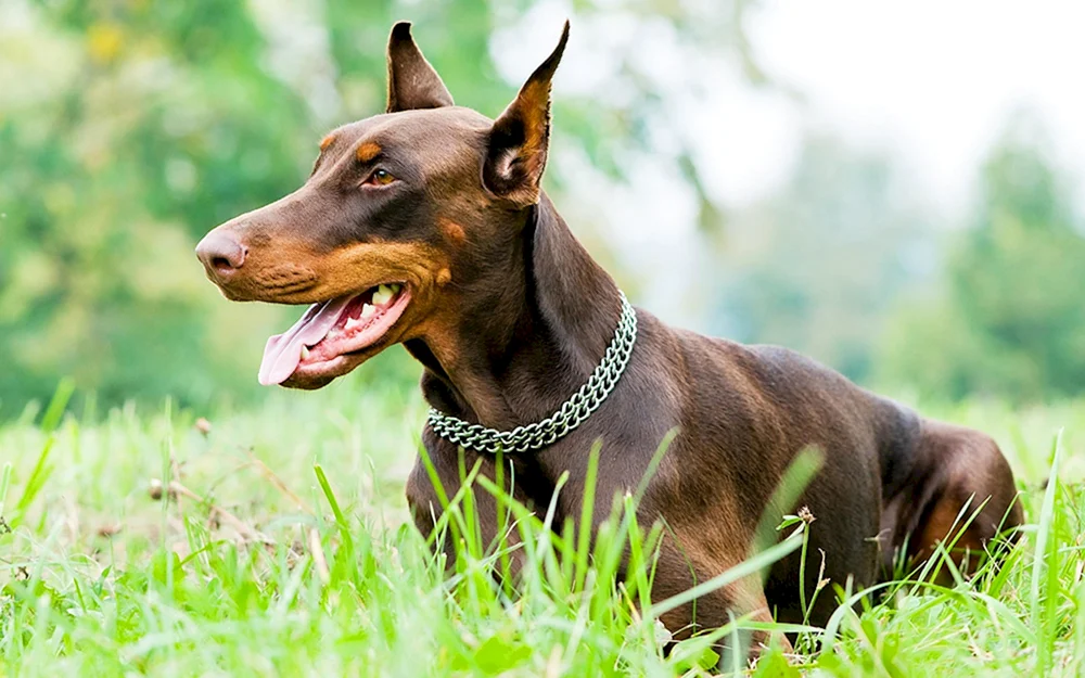 Dobermannpinscher