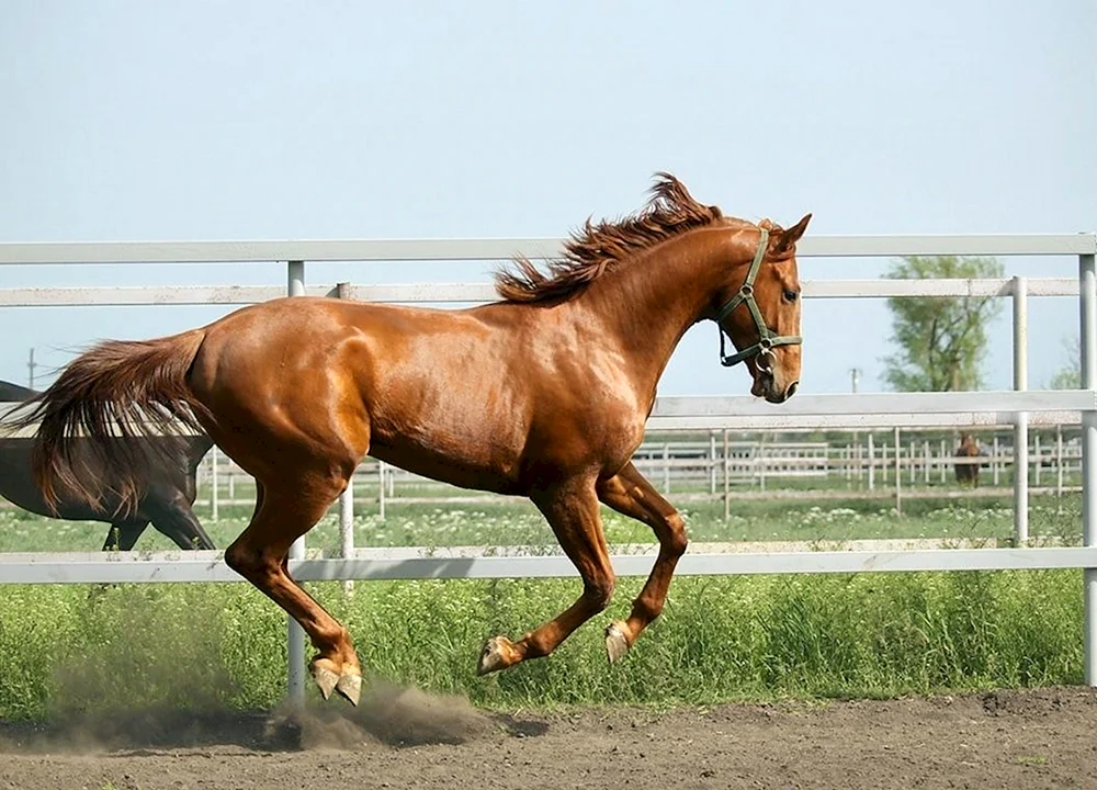 Pferderasse Donchak