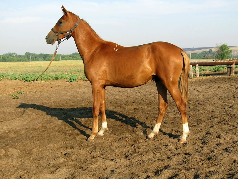 Donchak Pferderasse