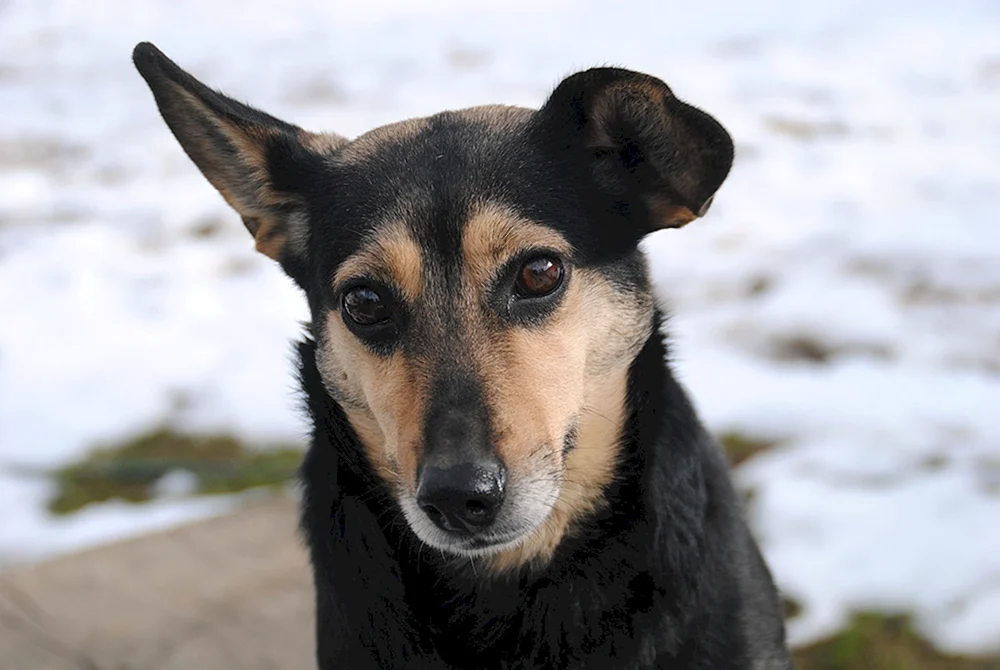 Rasse des Dabbler-Hundes