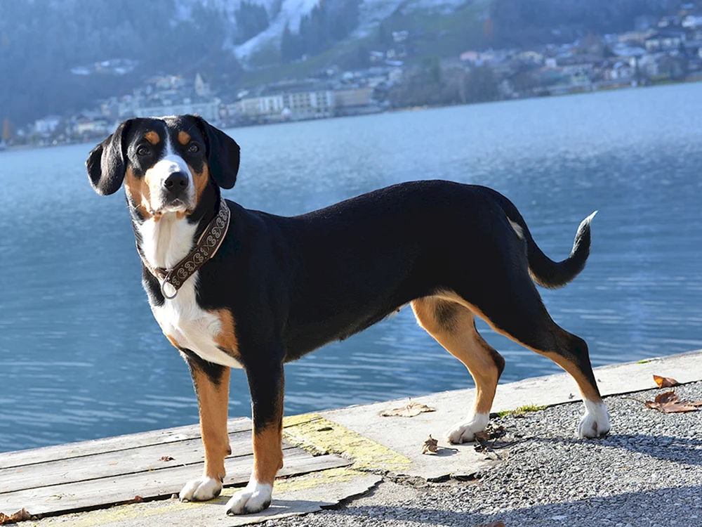 Beagle Hunderasse
