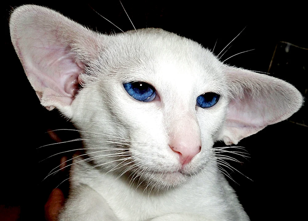 Hispanic Rex Katze