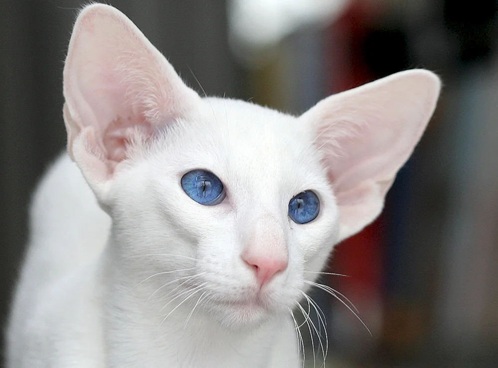 Orientalische Katze Orientalisch