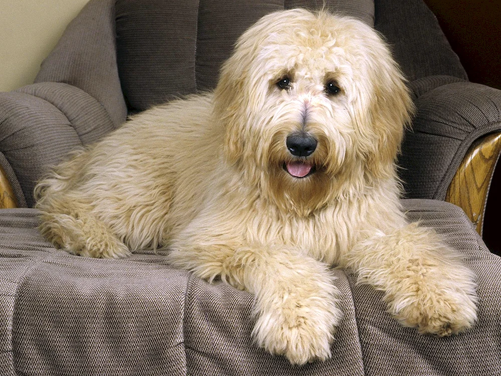 Goldendoodle Rasse