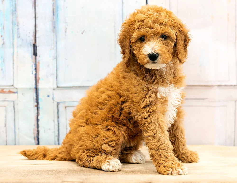 Goldendoodle Rasse