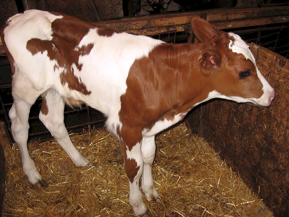 Zucht der Holstein-Kühe