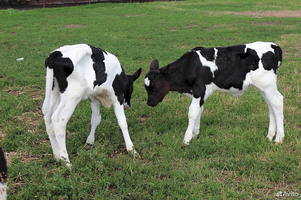 Holstein Bullen