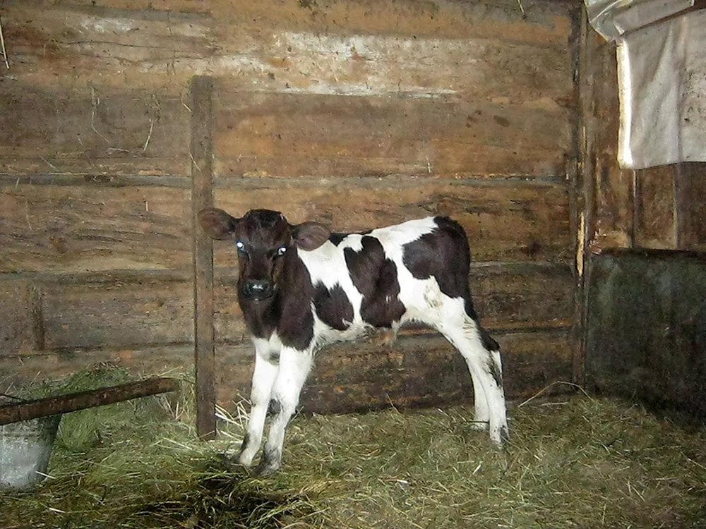 Zucht der Holstein-Bullen