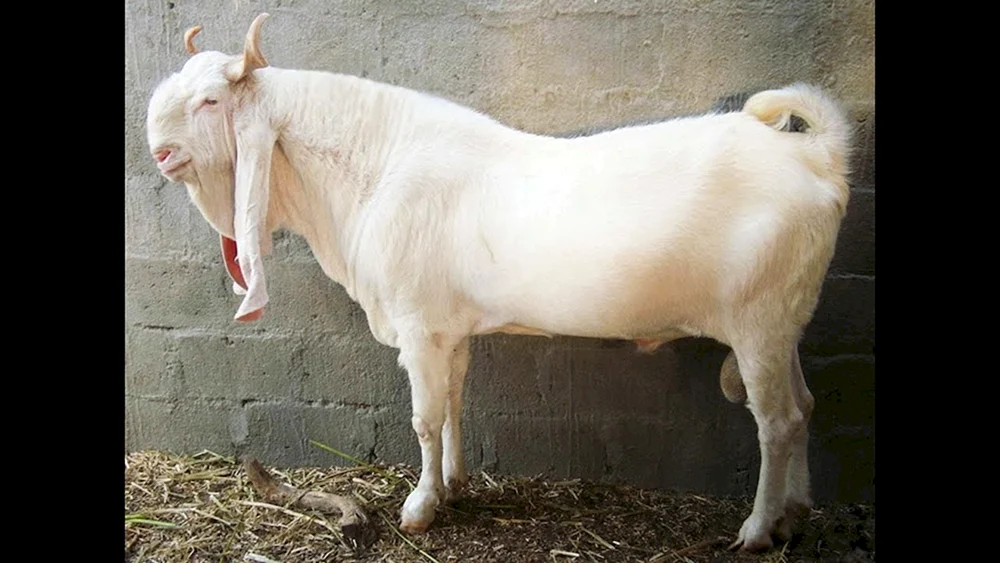 Gulabi