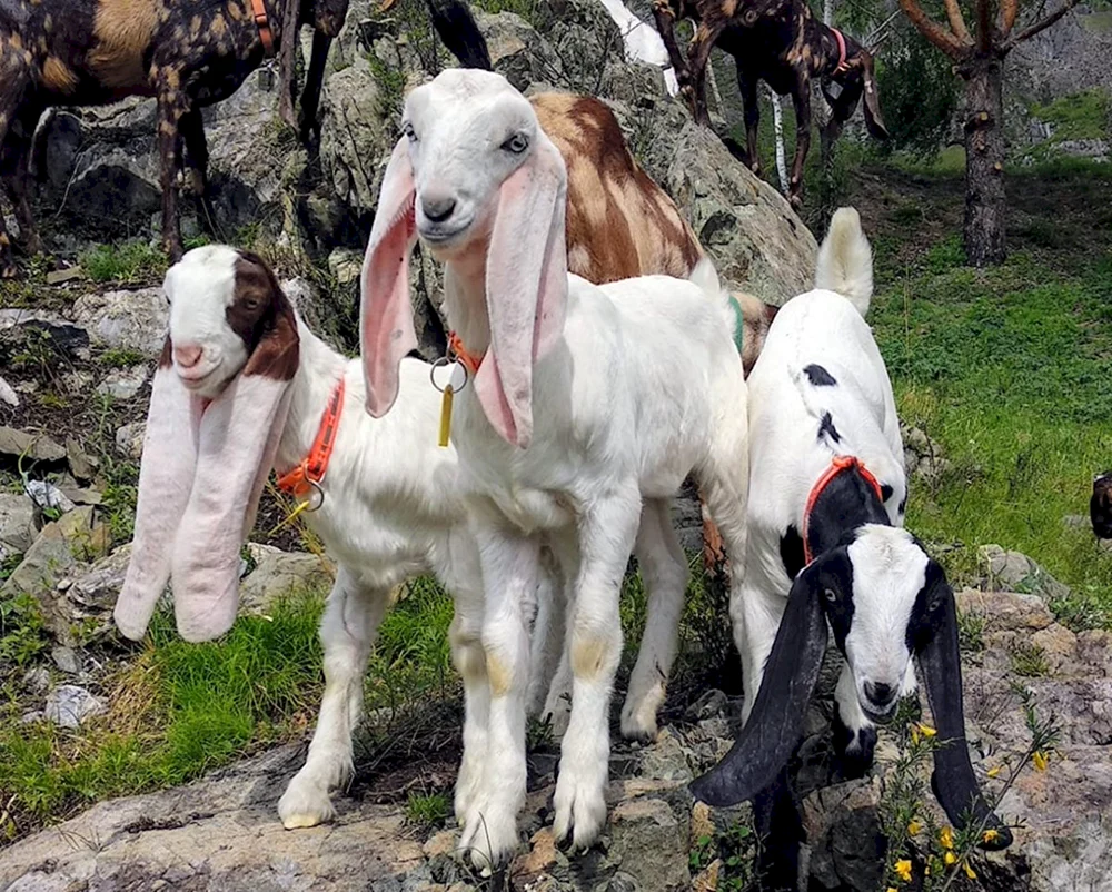 Gulabi-Rasse