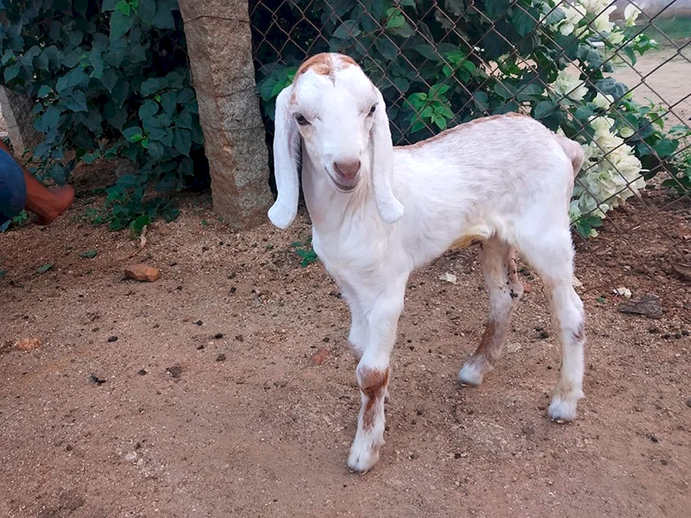 Pakistani Gulabi