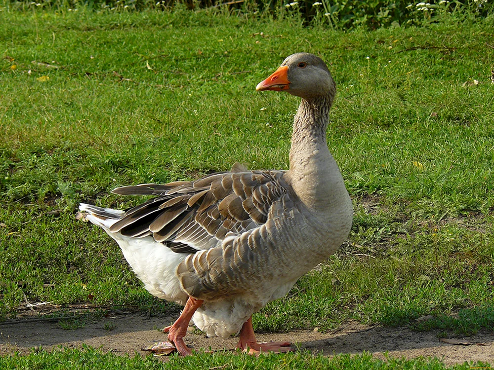 Swistunclaw Gans Ente