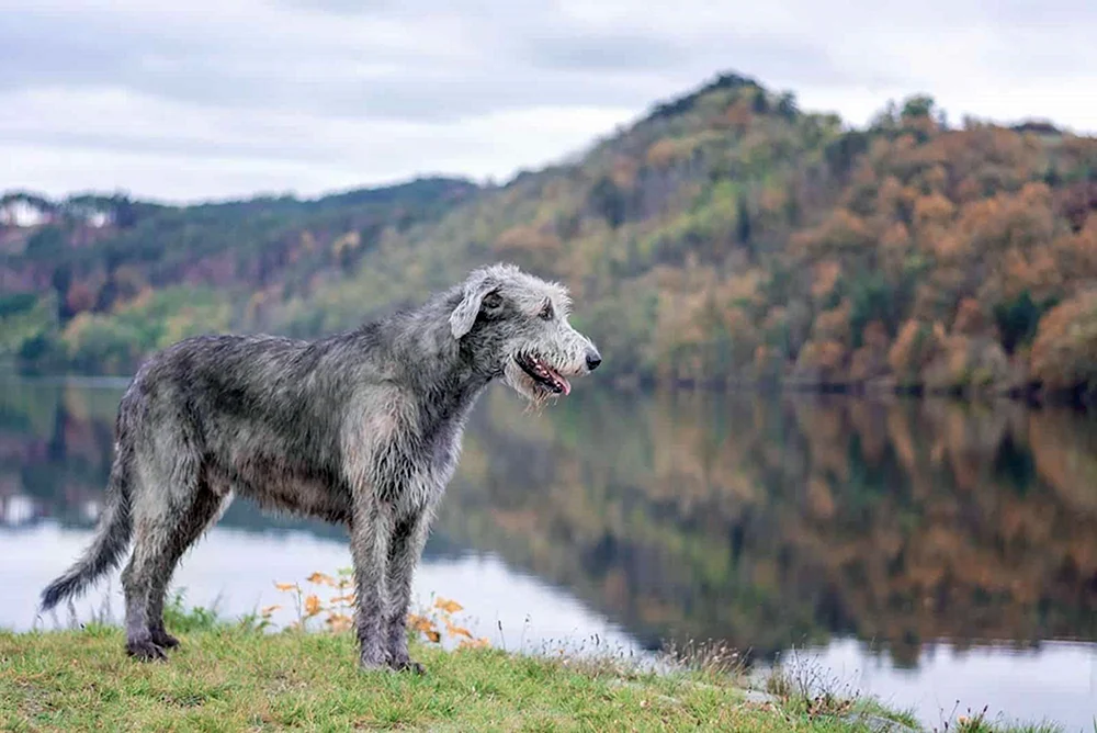 Irish Wolfhound