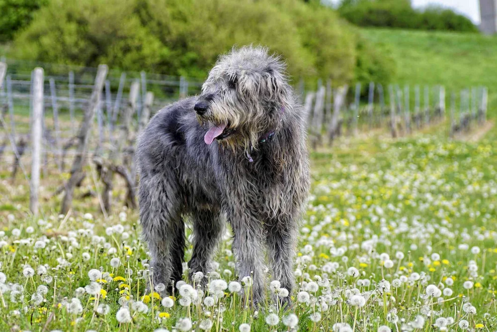 Irischer Wolfshund Rasse