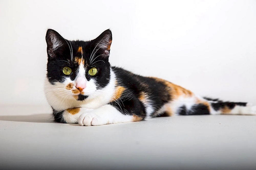 Britische schildpatt Katze Katze