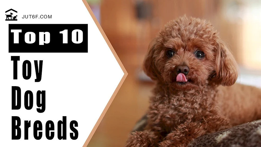 Goldendoodle