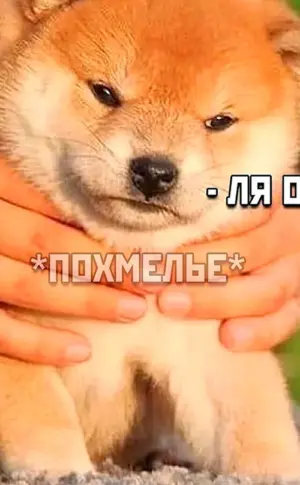 Hachiko Rasse Shiba Inu