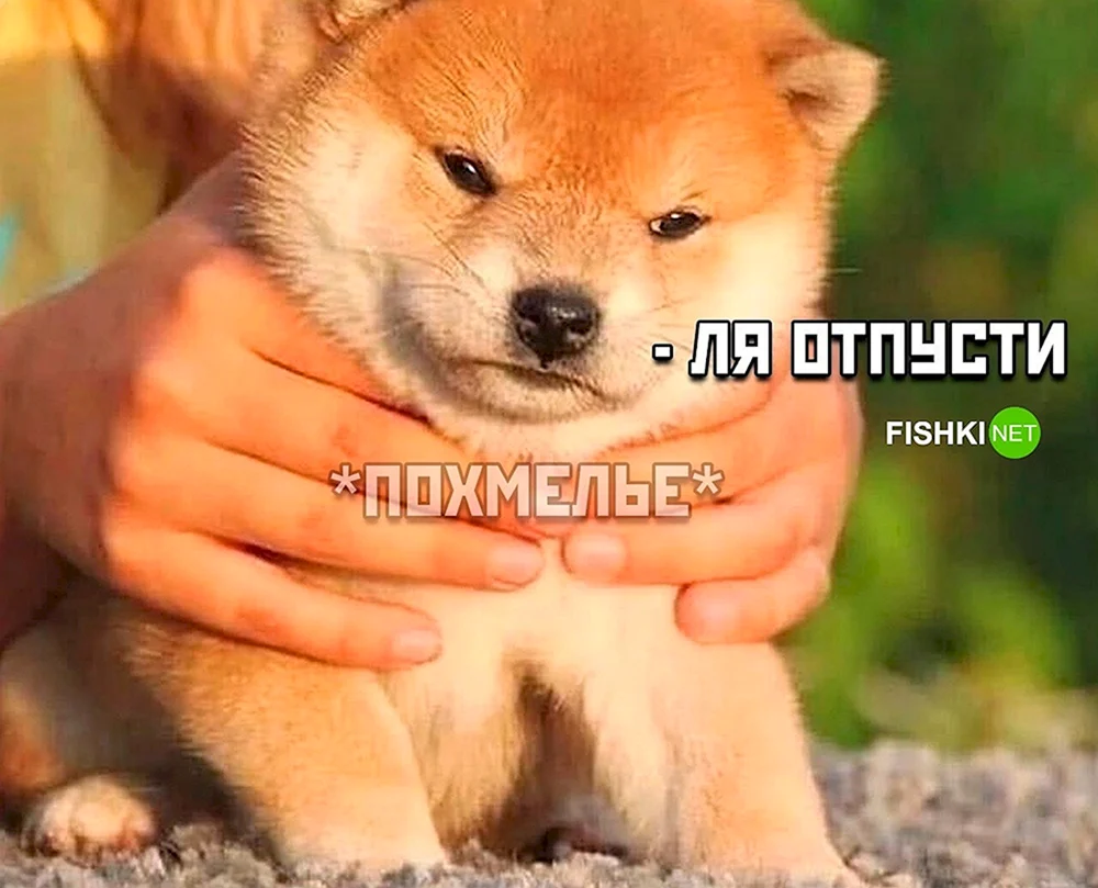Siba Inu weiß