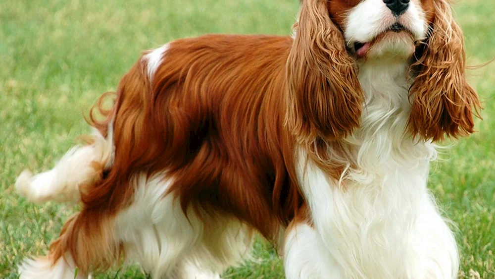 King Charles Spaniel