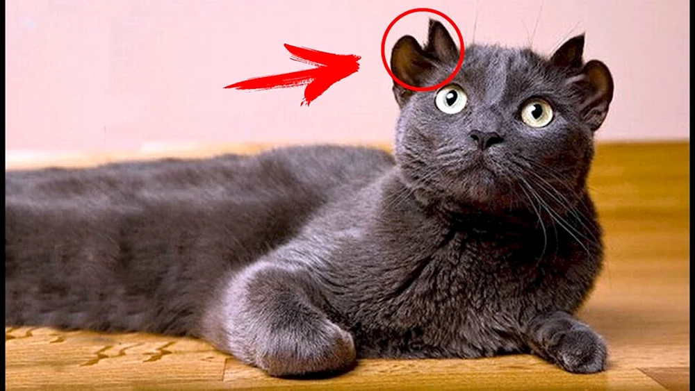 Scottish Fold