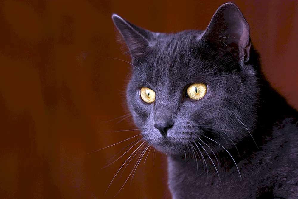 Name für graue Katze
