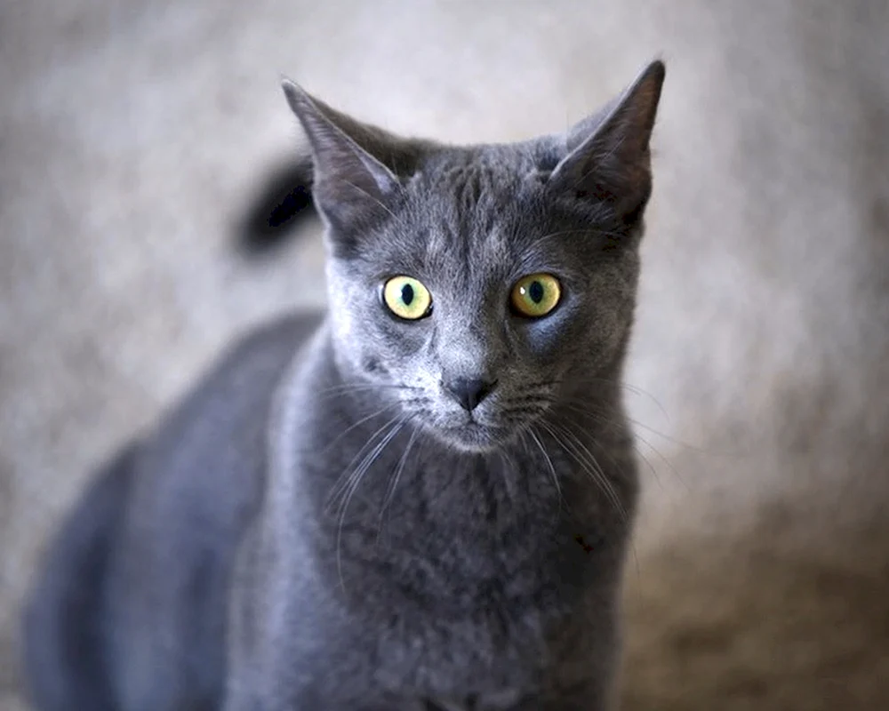 Britische Kurzhaarkatze mit gelben Augen