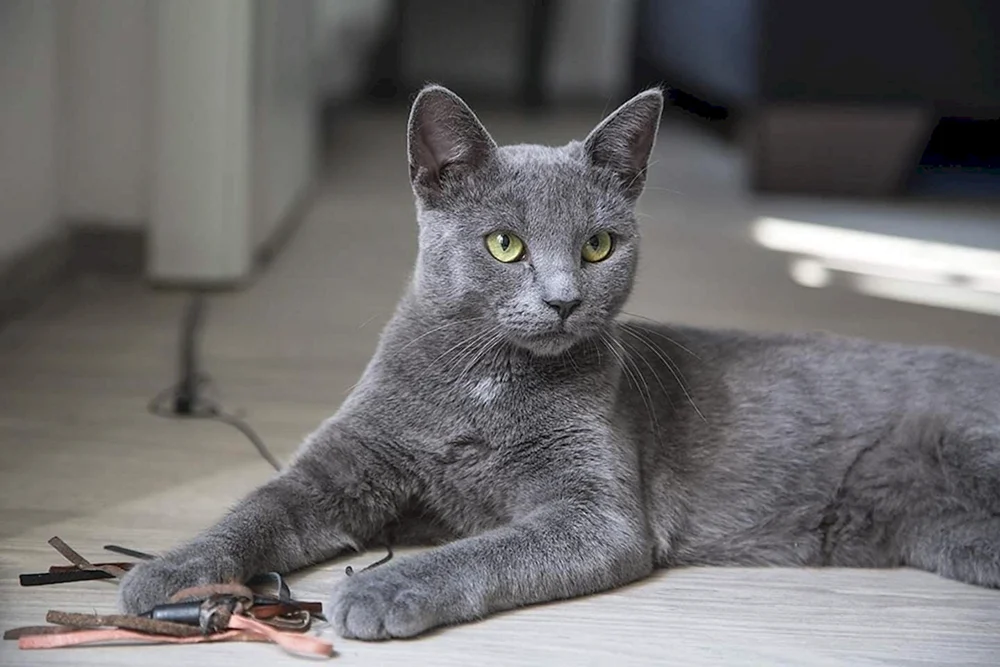 Sibirische Blaue Katze kurzhaarig