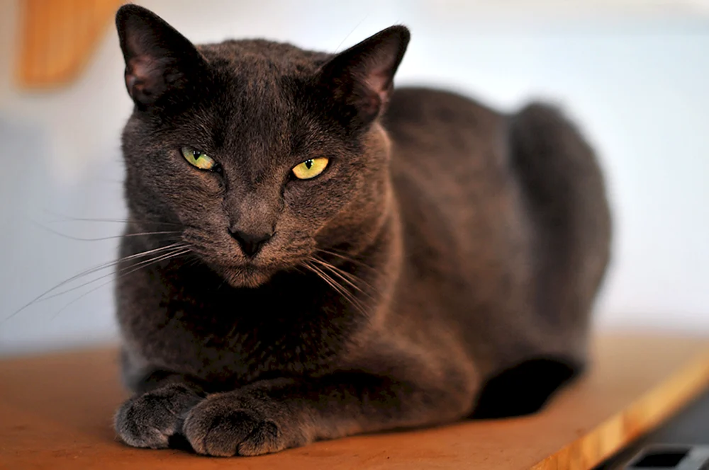 Rasse Abyssinian