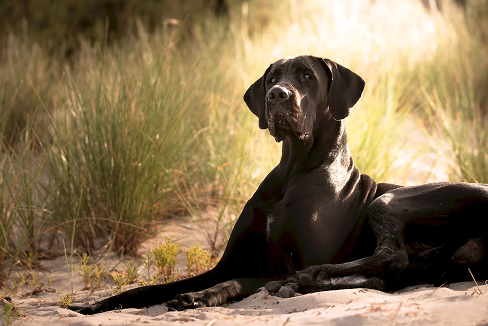Zucht Königlicher Hund