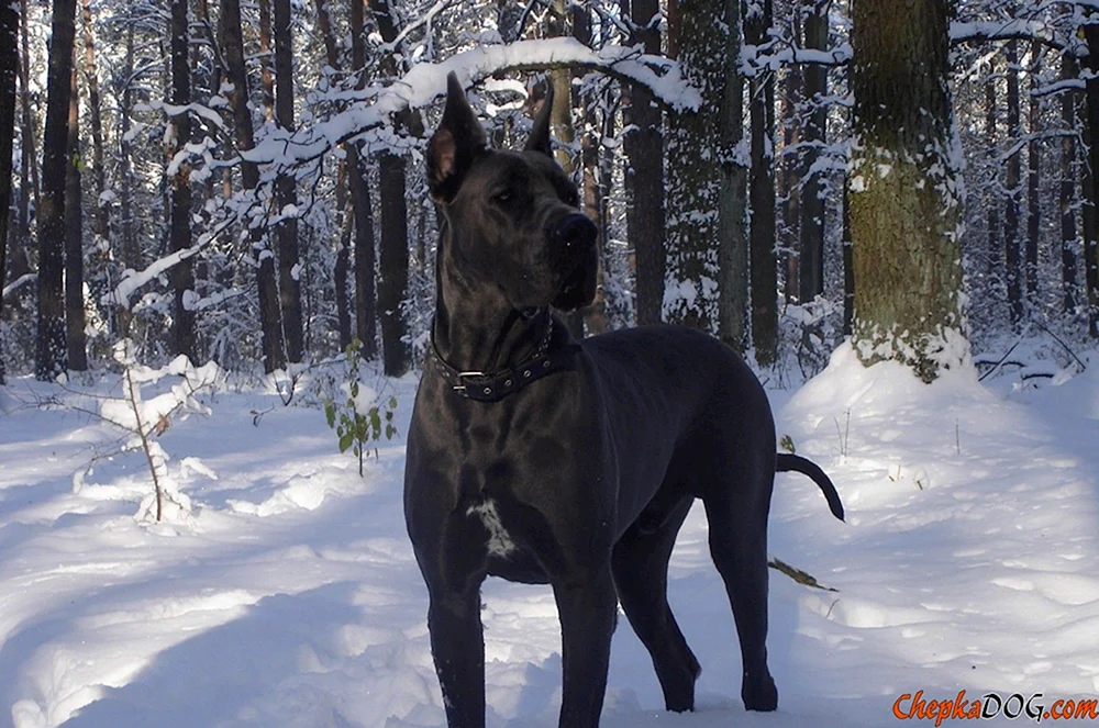 Englische Hunderassen Royal Dog