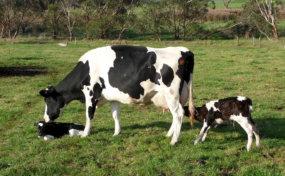 Holstein Rinderrasse