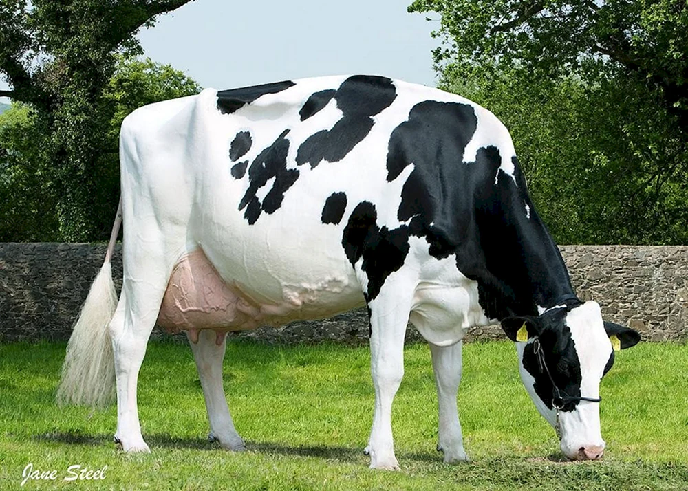 Zucht der Holstein-Kühe