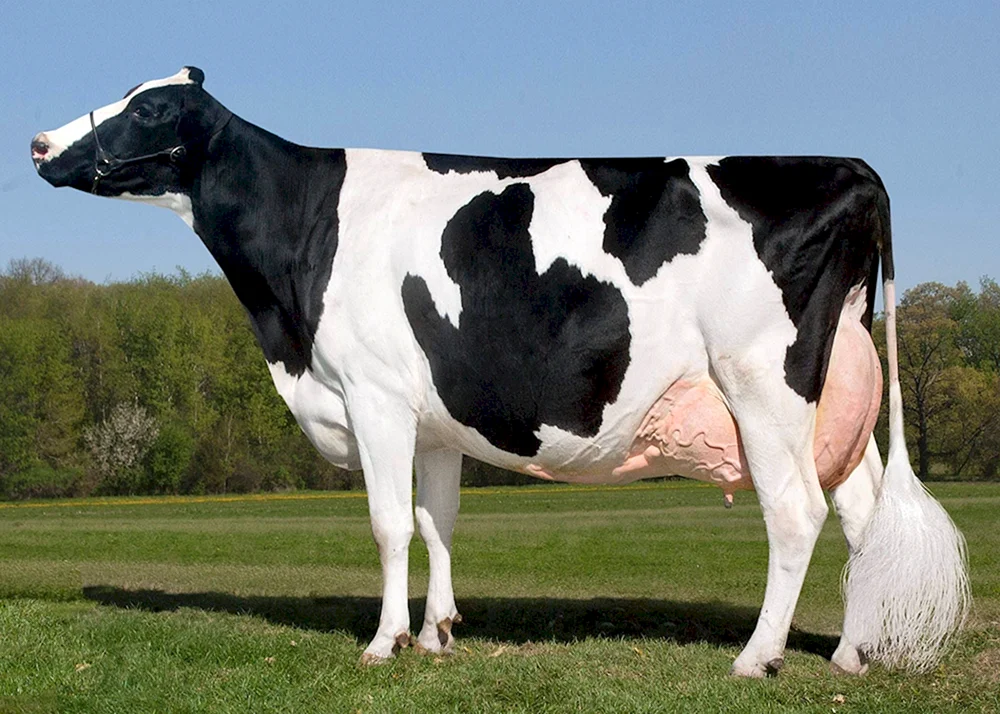 Zucht der Holstein-Kühe