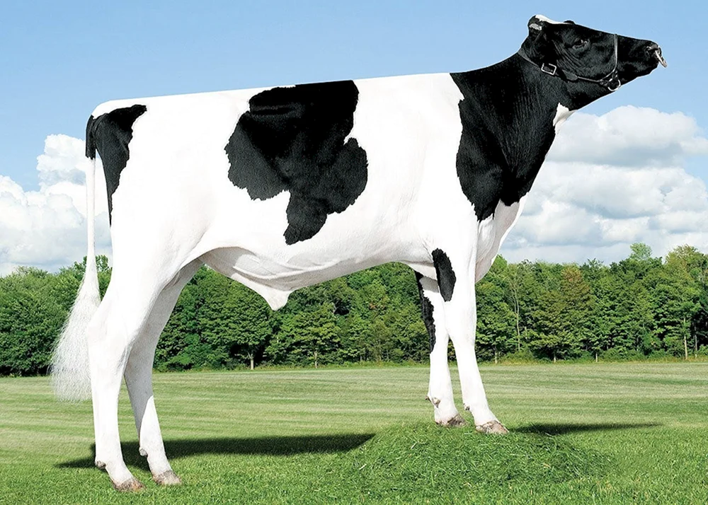 Holsteiner Bullenrasse. Rasse Friesisches Rind