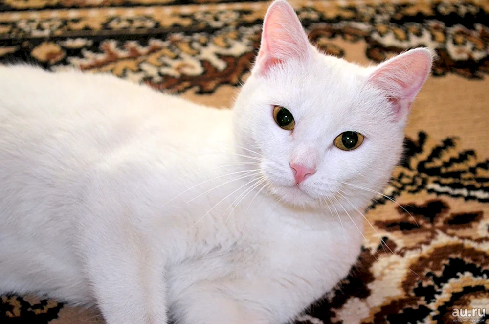 Albino-Katzenrasse