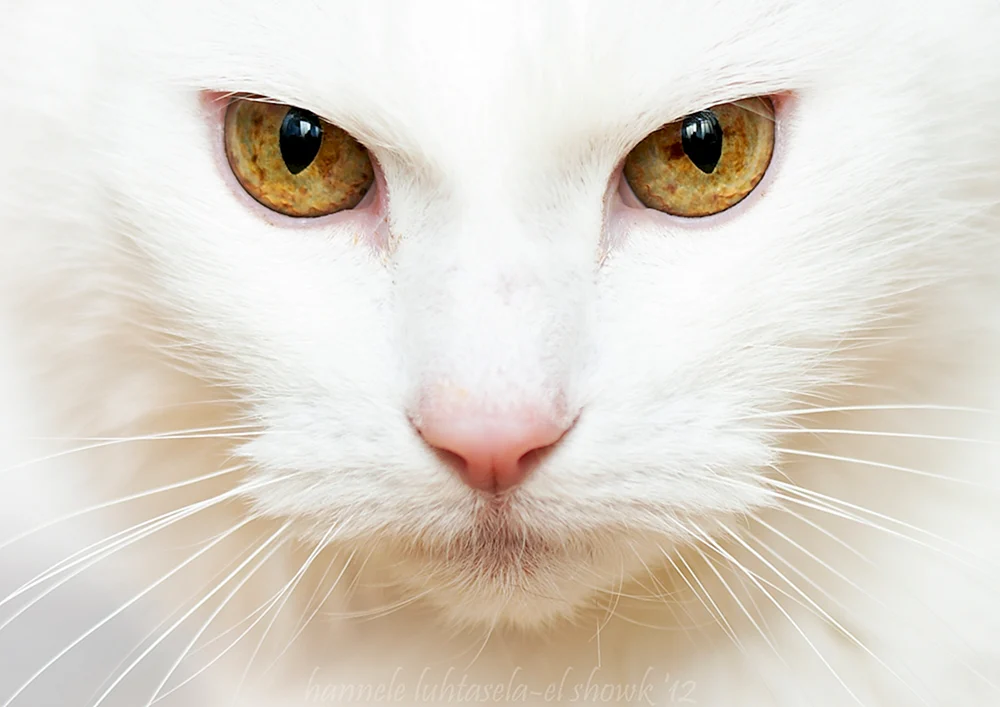 Schönes Katzengesicht