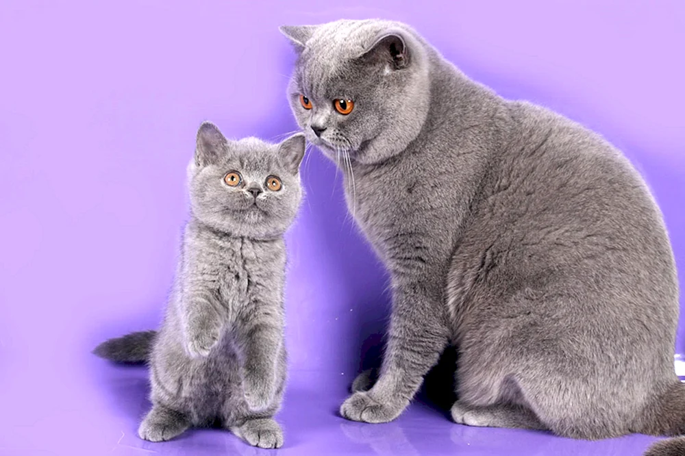 Britische Katzenrasse