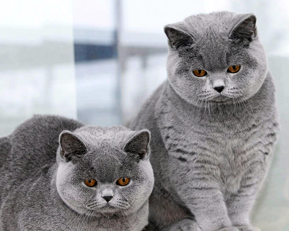 Scottish Fold Katze Schottisch Lop