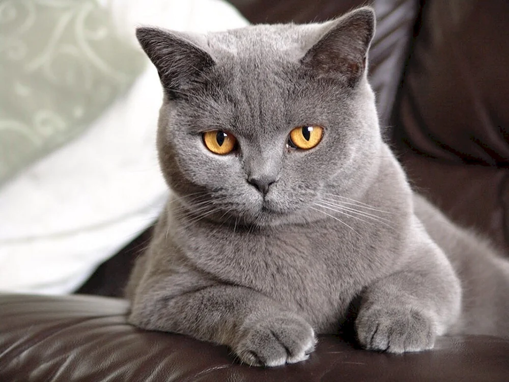Britische Kurzhaarkatze