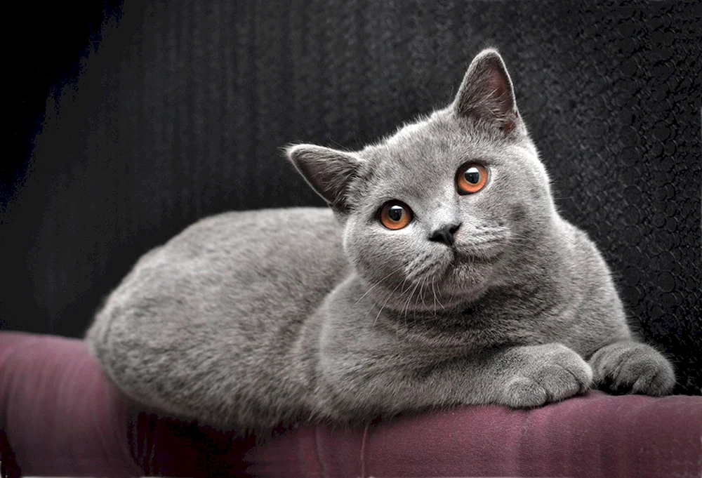 Britische Kurzhaarkatze