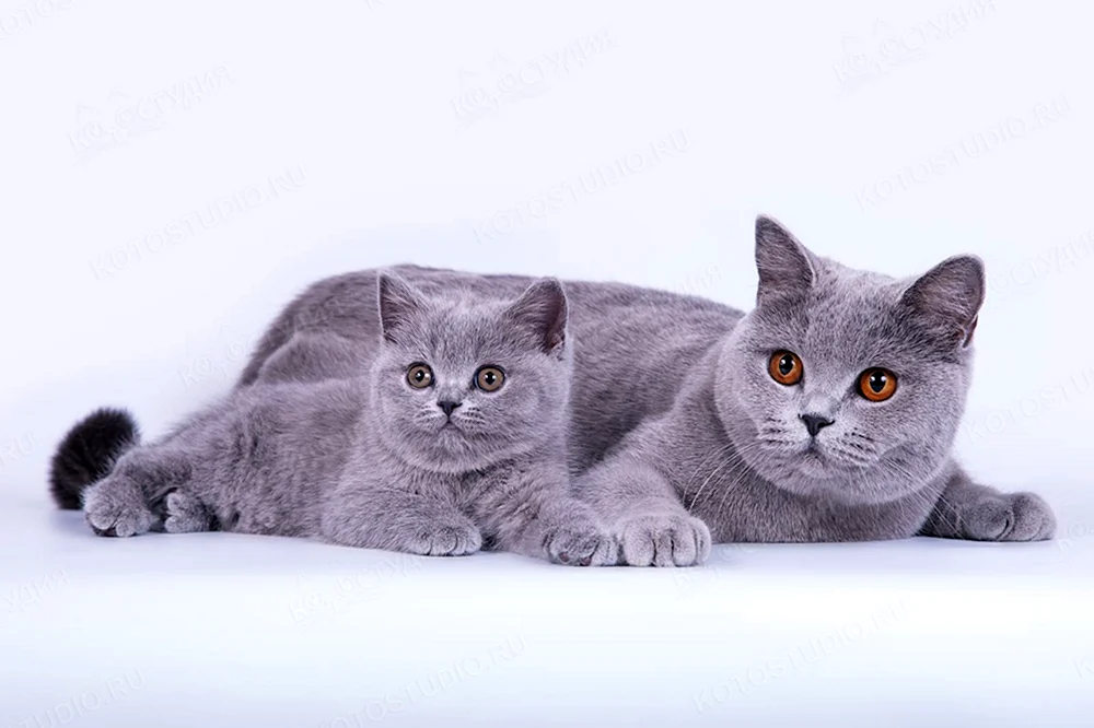 Britische Katzenrasse