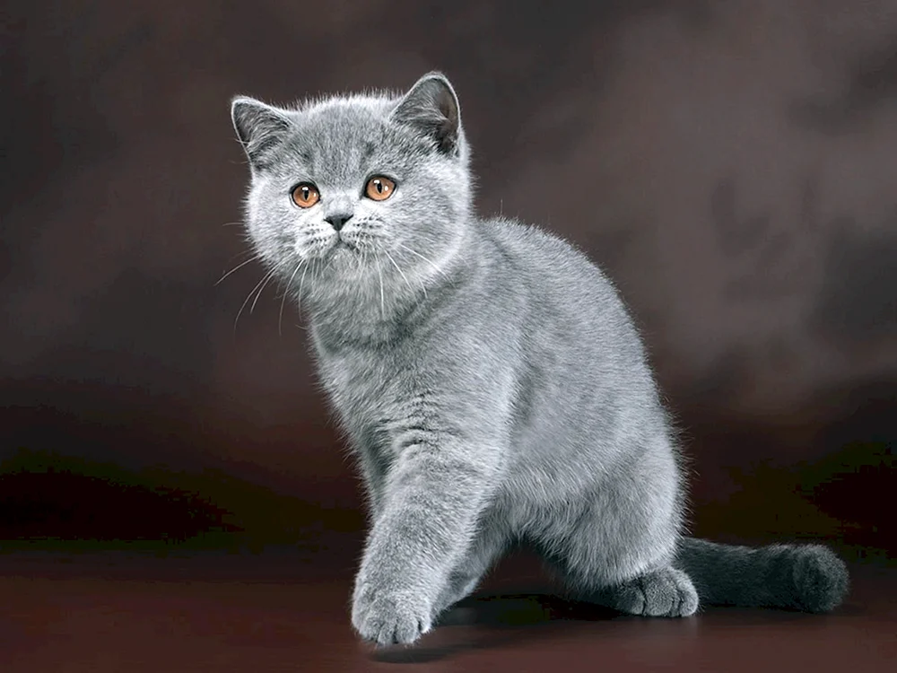 Britische Kurzhaar-Katze