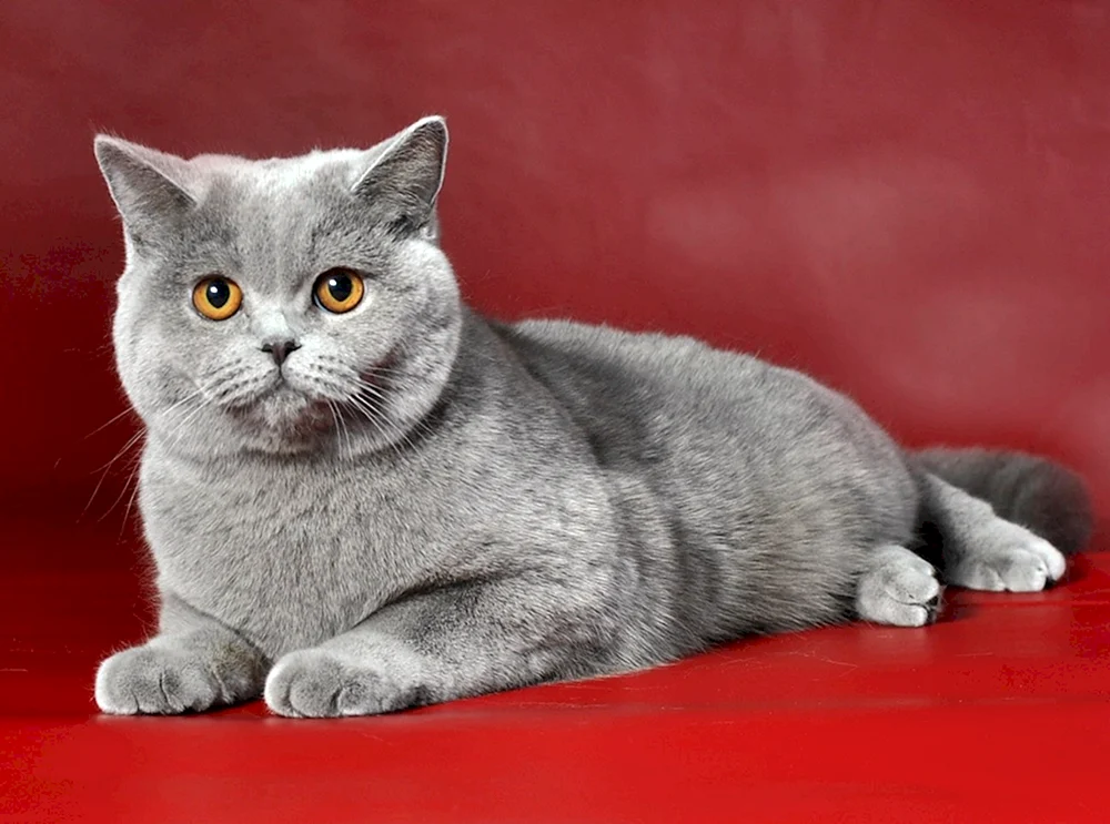 Britische Kurzhaarkatzenrasse Katzenrasse Britisch Kurzhaar Katze