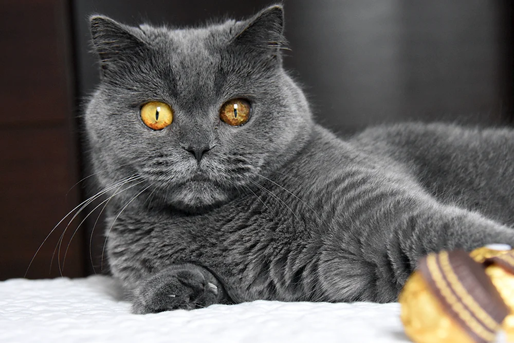 Britisch Kurzhaar Katzenrasse