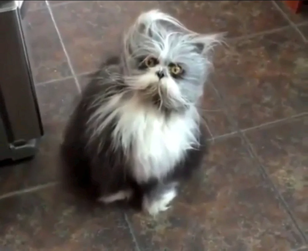Persische Langhaarchinchillakatze