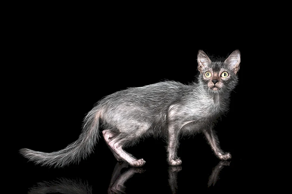 Katzenrasse Licoi